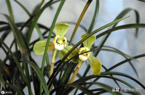 蘭花養護|蘭花怎麼養？超詳細入門蘭花養護教程，並附有最好養。